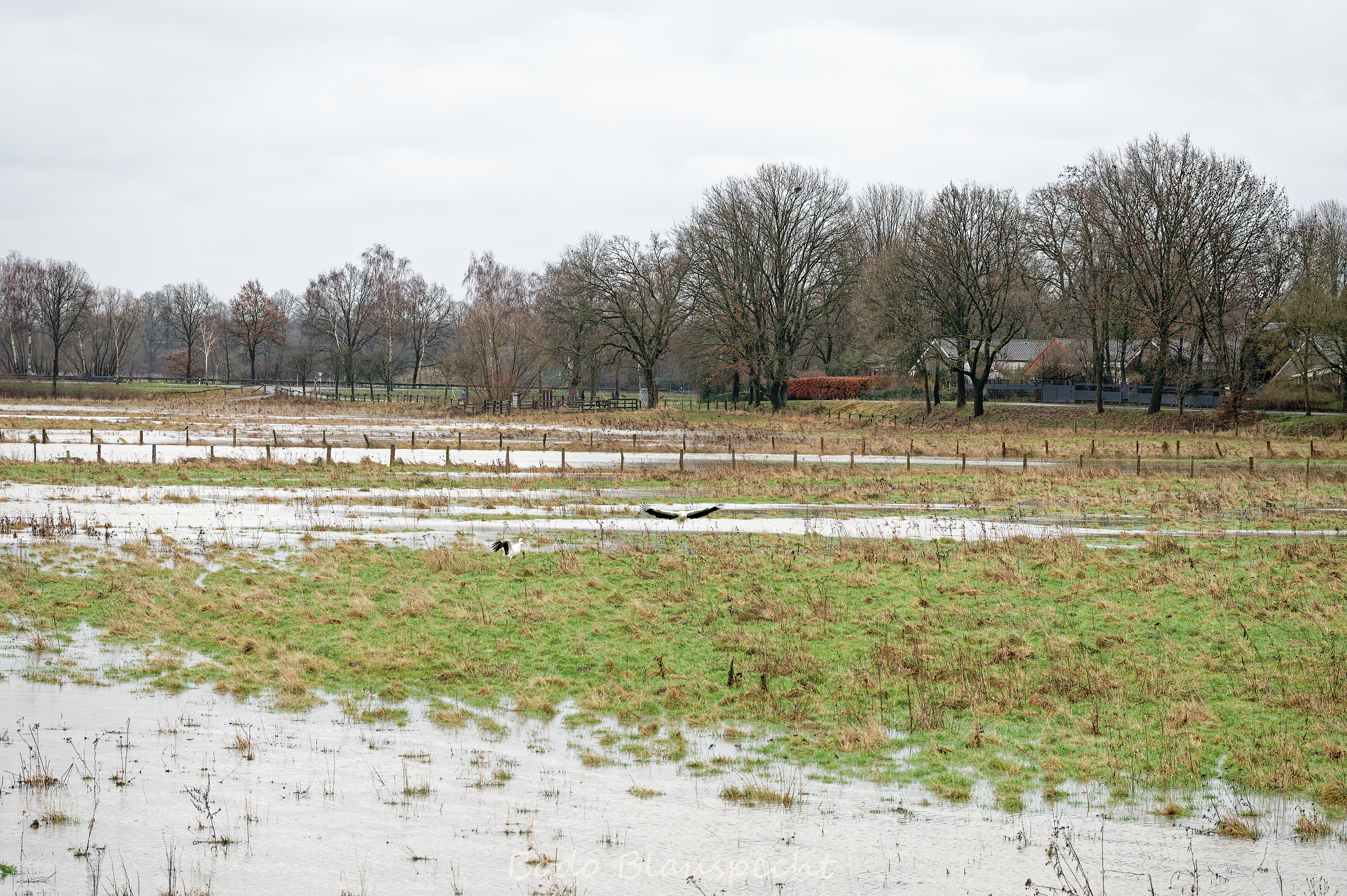 Hochwasser   Steveraue   2023.12.23 16.29 144 WEB